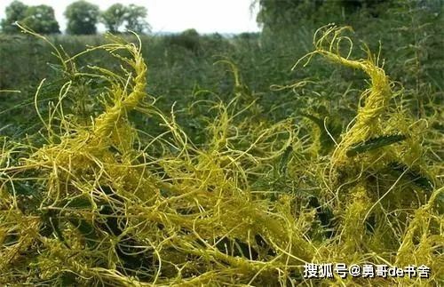 拔掉還能長，對作物禍害很大，農民遇到都怕，卻有人種它致富