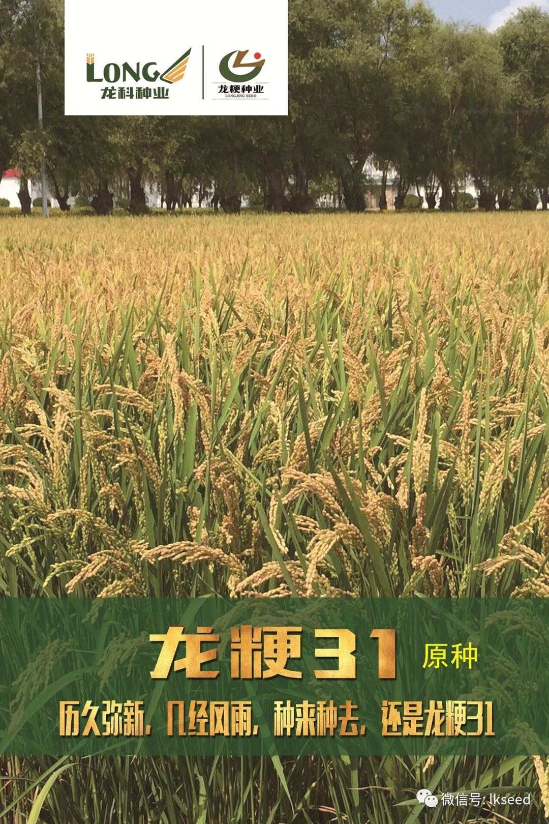 龍粳31號水稻種子 高產優質育種的黃金之選